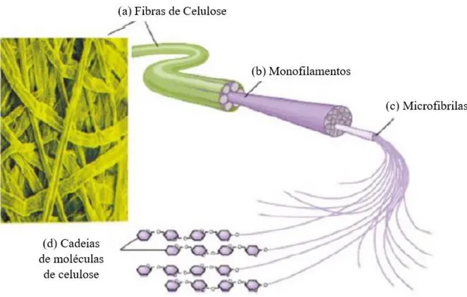 Figura 7 - Estrutura de uma fibra vegetal: (a) Fibras de celulose; (b) Monofilamentos; (c)  Feixes de microfibrilas; (d) Cadeias de moléculas de celulose