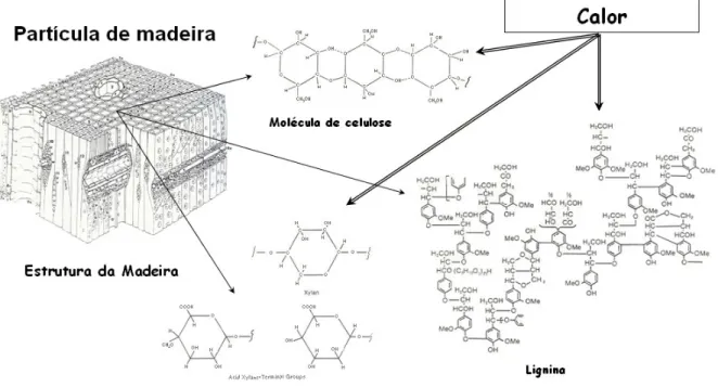 Figura 2-5 – Estrutura microscópica da madeira e moléculas das principais  substâncias que a compõe (Shafizade e Degroot, 1976).
