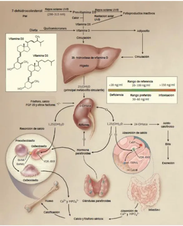 Figura 1 - Metabolismo da vitamina D. 