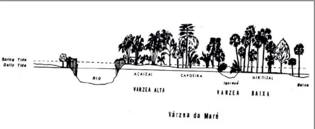 Gráfico 6- Perfil da várzea de Marés indicando a situação da várzea alta e várzea baixa 