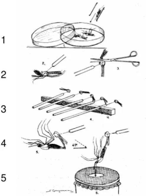 Figura  1.  Procedimento  utilizado  para  a  realização  de  experimentos  de  hibridização  (cruzamento  em  laboratório):  1:  Machos  são  anestesiados;  2: 