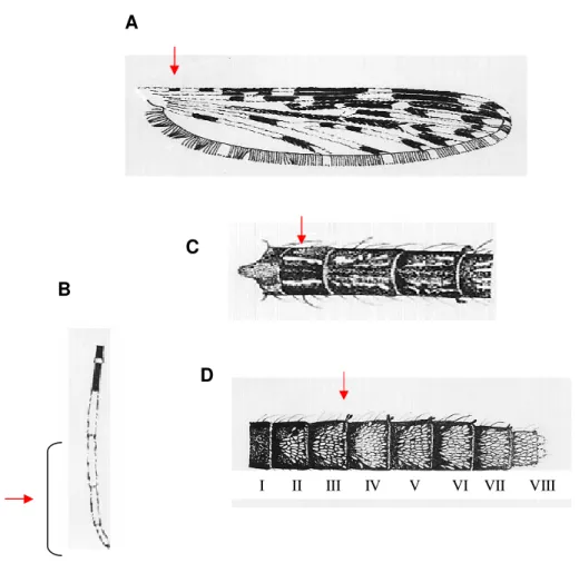 Fig. 3: Aspectos morfológicos de An. albitarsis s.l. A: Asa mostrando a primeira  mancha escura da veia costa (pré-umeral escura) menor que a  mancha clara  seguinte;  B:  Perna  posterior  com  os  três  últimos  tarsômeros  inteiramente  brancos; C: Este