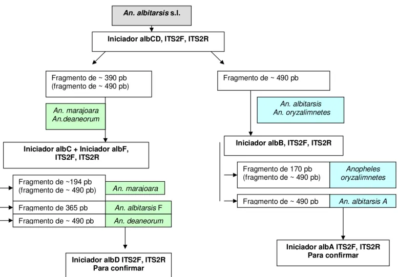 Figura  6.  Esquema  de  identificação  das  espécies  de  complexo  albitarsis,  rDNA  (ISTS-2)  (Li  &amp;  Wilkerson,  2005,  modificado).