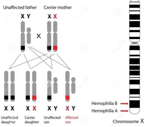 Figura 1. Representação da Genética da Hemofilia  Fonte: Dreamstime (www.shutterstock.com) 