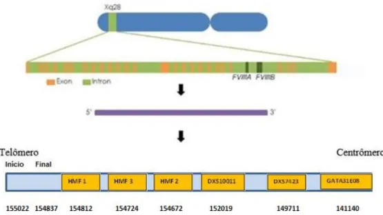 Figura 7 – Representação esquemática da localização dos seis STRs no cromossomo X   Fonte: Adaptado de Synapse Koreamed (www.synapse.koreamed.org) 