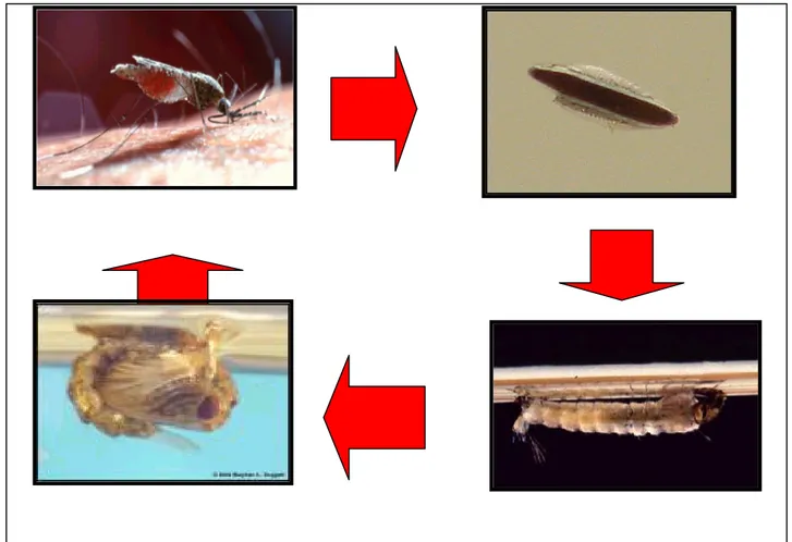 Figura  2:  O  ciclo  biológico  dos  culicídeos  possui  quatro  estádios:  ovo,  larva,  pupa  e  adulto
