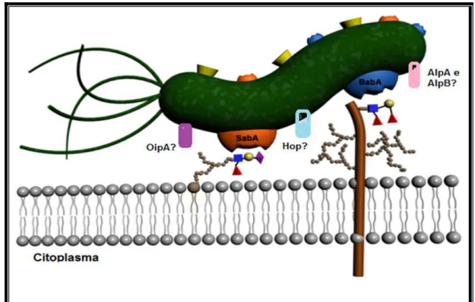Figura 3. Receptores de membrana da Helicobacter pylori   Fonte: Adaptada de Magalhães e Reis, 2010 