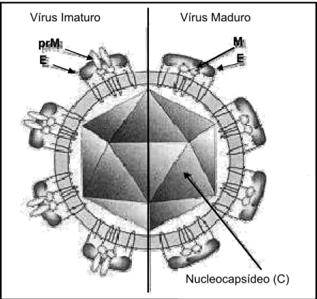 Figura 1: Esquema da estrutura dos Flavivirus: vírus imaturo e vírus maduro. 