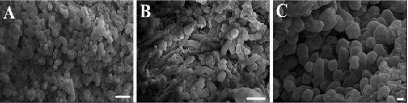 Figure 4 - Scanning electron  micrographs of Passiflora gibertii calli grown in MS half strength salt  concentrations medium  with BA, and maintained in the light (A, B) and in the dark (C)