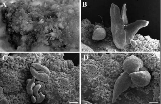 Figure  7  -  Organogenic  calli  obtained  from  leaves  of  Passiflora  gibertii  grown  in  MS  half  strength  salt  concentrations  medium  with  BA  and  maintained  in  the  dark  and  seven  days  after  transferring  to  new  medium  in  the  ligh
