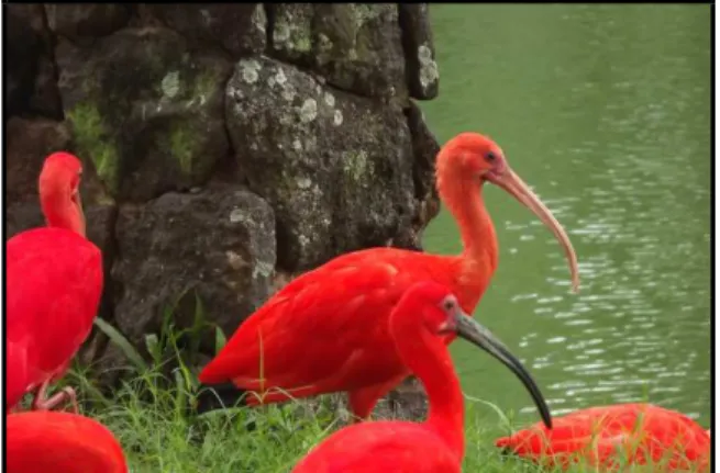 Figura 1 - Guarás do Parque Mangal das Garças (Arquivo pessoal).  