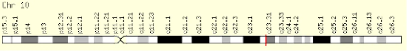 Figura 1  -Representação do gene PTEN  