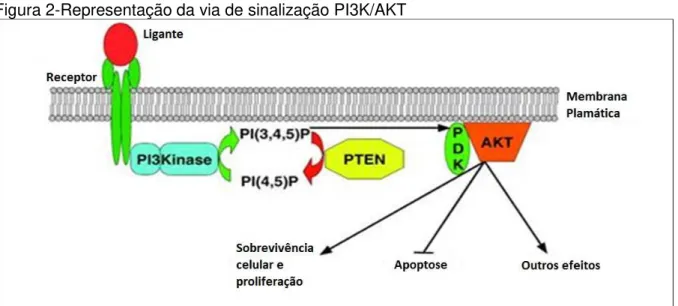 Figura 2-Representação da via de sinalização PI3K/AKT 