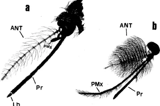 Figura  9  –   Diferença  morfológica  das  antenas  entre  machos  e  fêmeas  (a  – fêmea,  b  –   macho)  –   ANT:  antena;  PMx:  Palpo  maxilar;  Pr:  probóscide;  Lb: 