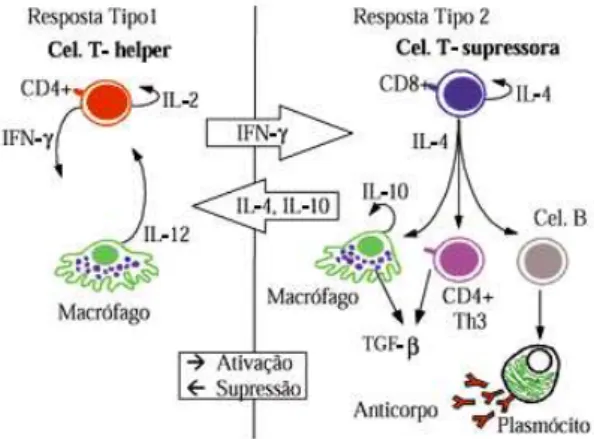 Figura 2: Padrões de resposta Th1 e Th2 na hanseníase.  