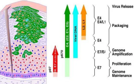 Figura  2  -  Representação  esquemática  do  genoma  do  HPV  -16.  Observam-se  na  figura  a  região  precoce,  responsável  pela  síntese  das  proteínas  não  estruturais  E1,  E2,  E4,  E5,  E6  e  E7,  a  região  tardia,  que  codifica  as  proteína