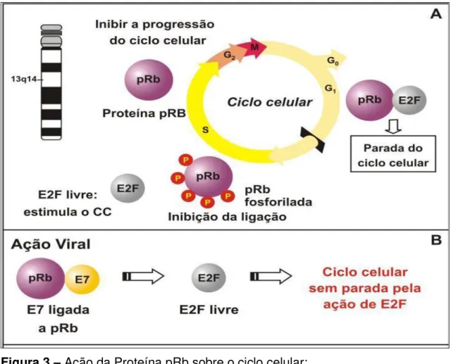 Figura 3  –  Ação da Proteína pRb sobre o ciclo celular: 