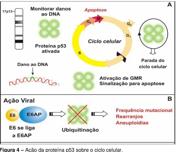 Figura 4  –  Ação da proteína p53 sobre o ciclo celular.  