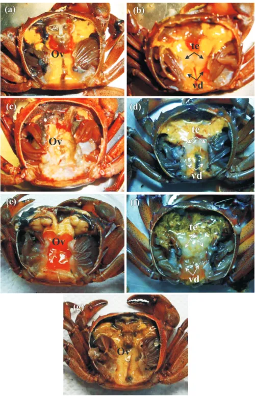 Fig. 1 - Dorsal view of a female (left column) and a male (right column) of Sylviocarcinus pictus showing  changes in size and color of the reproductive organs at different stages of the reproductive cycle