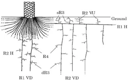 Figura 3.3-2  –  Sistema radicular de um dendezeiro. 