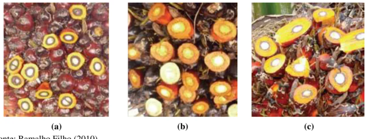 Figura 3.3-4  –  Tipos de frutos de palma de óleo: (a) Dura; (b) Pisífera/Psífera; e (c) Tenera