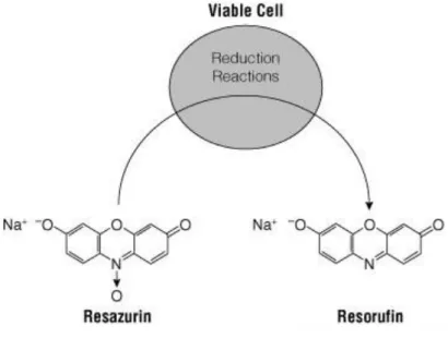 Figura 9: Mudança na estrutura química da resazurina após reação de redução ao entrar em contato  com células viáveis