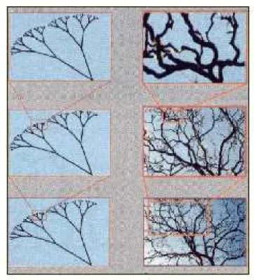 Figura II-5. Nos quadros da coluna à  esquerda, há uma seqüência de ampliações de  uma árvore artificial que são exatamente  similares ao quadro anterior