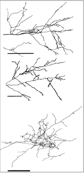 Figure 6 - Camera lucida drawing (top) and 3-D reconstructions (middle and bottom) of axon  ter-minals in V1