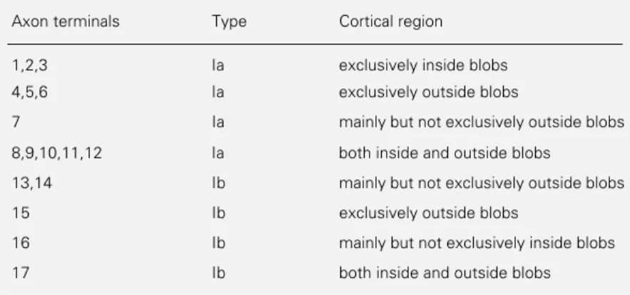 Table 4 - Segregation pattern of intrinsic axon terminals of V1 of Cebus apella.
