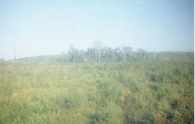 Figura 3 – Parte da propriedade do Agricultor Zé Paulista na Comunidade Jericó, em Garrafão do  Norte, Pará