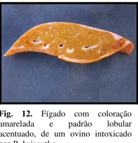 Fig.  11.  Carcaça  com  coloração  amarelada, de um ovino intoxicado por  B. brizantha