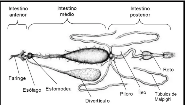 Figura  7  -  Ilustração  do  aparelho  digestivo  de  flebotomíneo.  Phleobotomus  papatasi  (JOBLING,  1987)