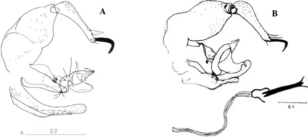 Figura 20 - Ilustrações de macho de Lu.(Ps) wellcomei em chaves de identificação. A: genitália em Ryan, 1986