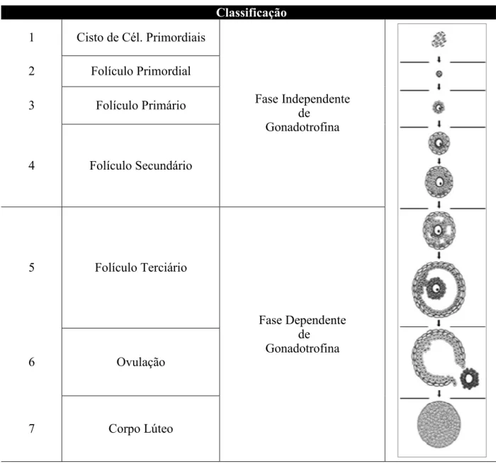 Figura 1: Classificação das principais etapas da foliculogênese em mamíferos. B 1 Cisto de Cél