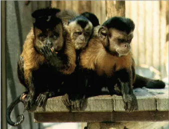 Figura 5: Apresentação de representantes da espécie (macaco!prego) em um momento de socialização.