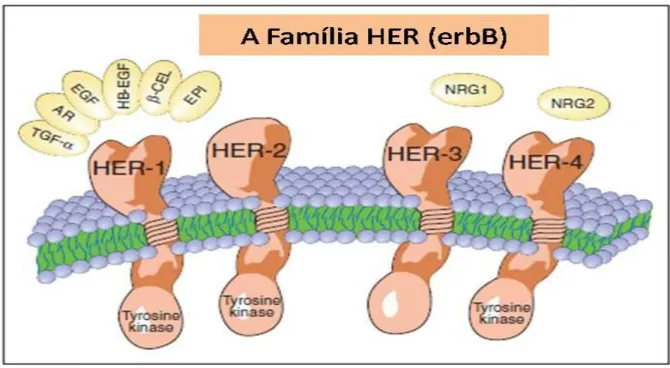 FIGURA 3 - A família do Gene HER (erb). 