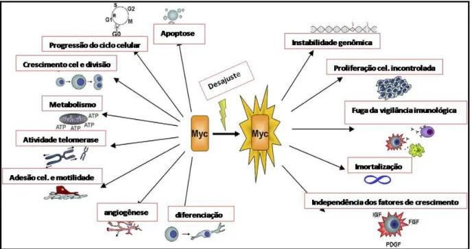FIGURA 4 - Processo Celular Controlado pelo MYC Durante Condições Normais e Durante a Gênese  Tumoral