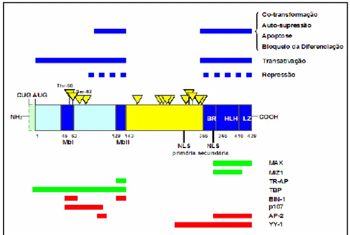 FIGURA 5 - Estrutura, Funções e Ligantes da Proteína MYC. 