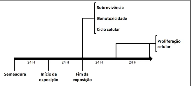 Fig. 4: Resumo esquemático da exposição ao MeHg em culturas de células gliais da linhagem C6
