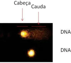 Fig. 6: Imagem do nucléolo durante a avaliação da fragmentação do DNA através da técnica do ensaio do  cometa