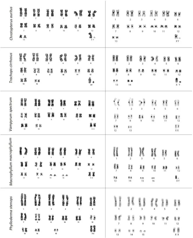 Figura  01:  Cariótipo  das  espécies  analisadas  por  Bandeamento  G  a  direita  e  Bandeamento  C  a  esquerda