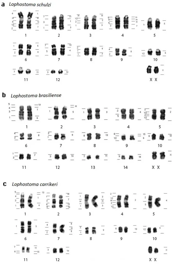 Figura 01. Cariótipos G bandeados de (a) Lophostoma schulzi (LSC), (b) Lophostoma brasiliense  (LBR)  e  (c)  Lophostoma  carrikeri  (LCA)