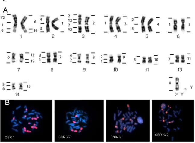 Figura  01:  Mapeamento  cromossômico  de  Chrotopterus  auritus  (2n=28/NF=52): 
