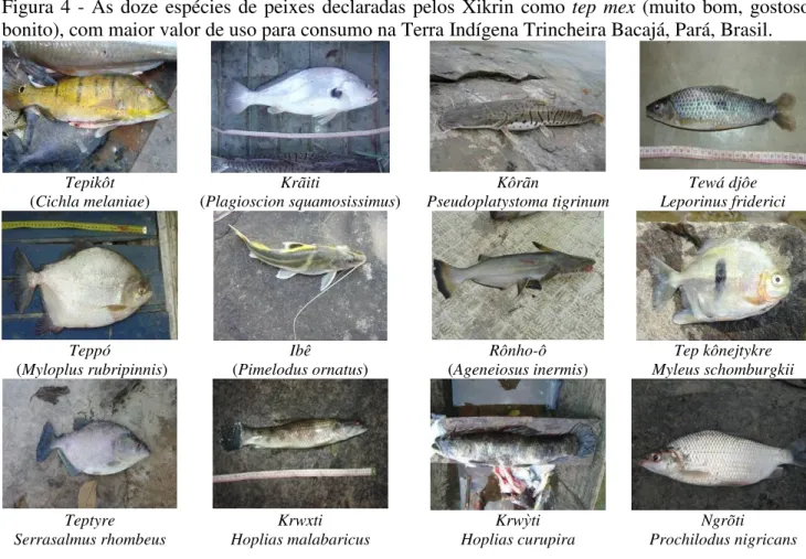 Figura 4 - As doze espécies de peixes declaradas pelos Xikrin como  tep  mex (muito bom, gostoso,  bonito), com maior valor de uso para consumo na Terra Indígena Trincheira Bacajá, Pará, Brasil