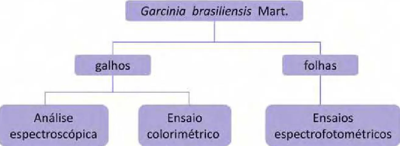 Figura 3.1: Esquema geral de análise dos extratos de galhos e folhas de G.brasiliensis 