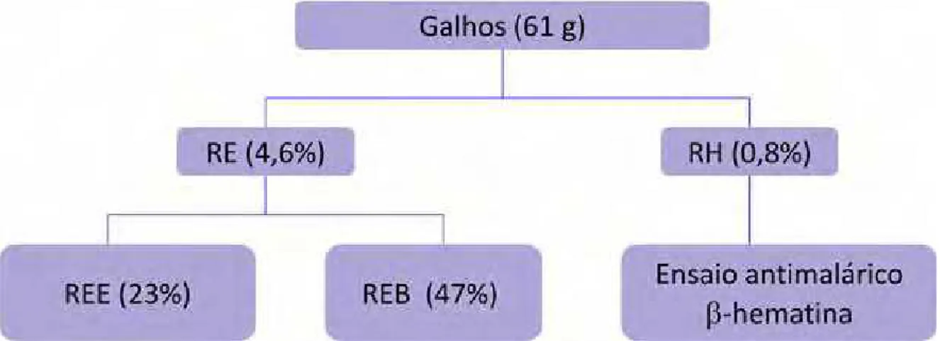 Figura 3.2:  Frações obtidas da extração dos galhos de G. brasiliensis 