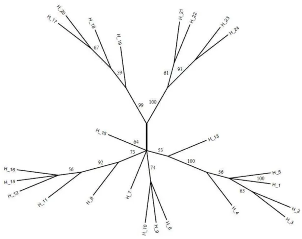 Figura 4 – Árvore não enraizada de MP (70 passos, IC = 0,77, IR = 0,91) para os  haplótipos obtidos de 611 pb do gene mitocondrial COI de cinco populações de  Gonatodes humeralis da Amazônia oriental