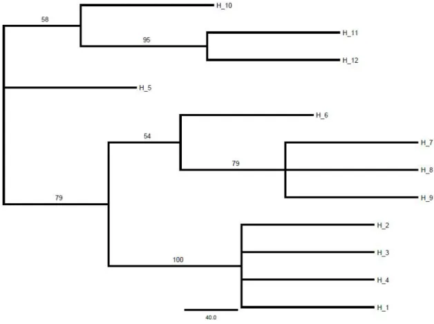 Figura 8 – Árvore não enraizada de MV (-lnL = 1194.01) para os haplótipos obtidos de  546 pb do gene mitocondrial COI de cinco populações de Kentropyx calcarata da  Amazônia oriental