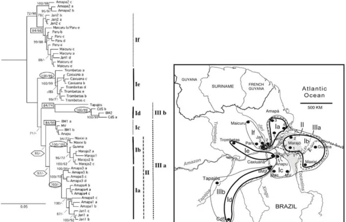 Figura  2  –   Árvore  de  Inferência  Bayesiana  dos  genes  16S  e  citocromo  B  concatenados  para  Kentropyx  calcarata