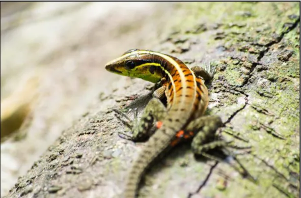 Figura 3 – Exemplar de Kentropyx calcarata. Reserva Utinga, Belém-PA. Foto: P. V. Cerqueira